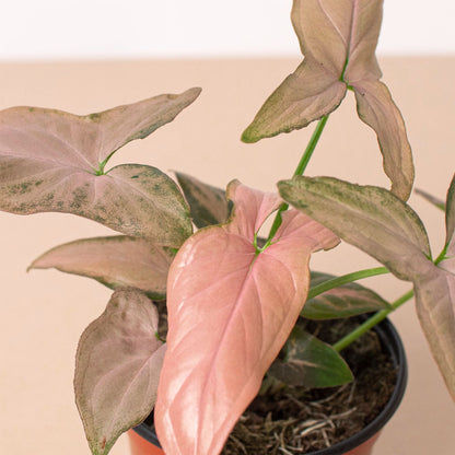 Syngonium 'Pink Splash' - 4" Pot