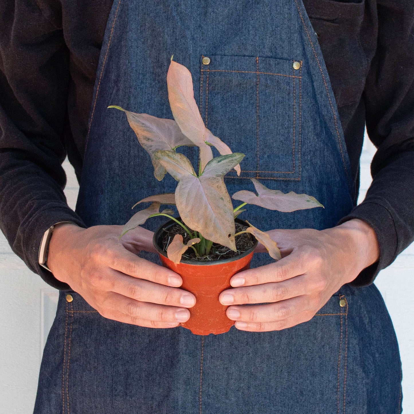 Syngonium 'Pink Splash' - 4" Pot