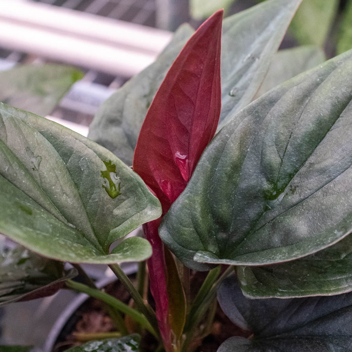 Syngonium 'Red Arrow'