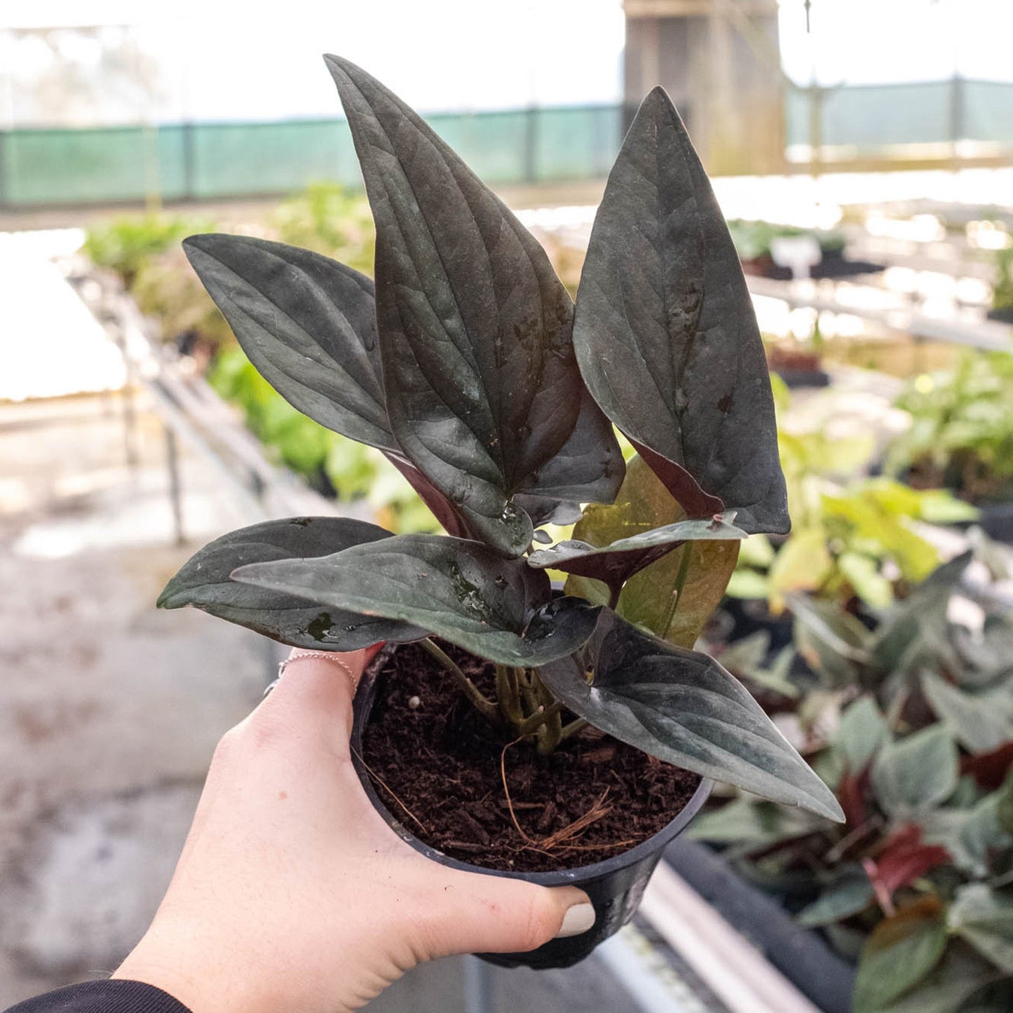 Syngonium 'Red Arrow'