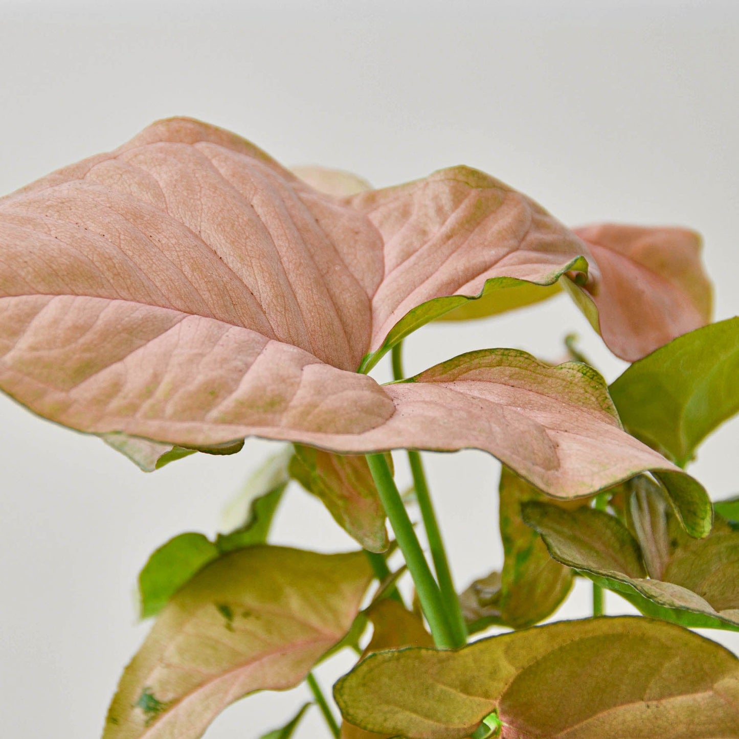 Syngonium 'Strawberry'