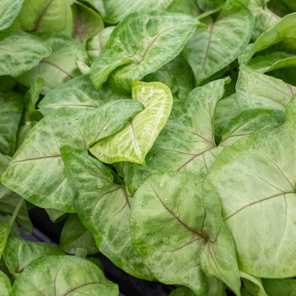 Syngonium 'Golden'