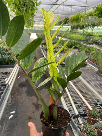 Zamioculcas 'Chameleon'