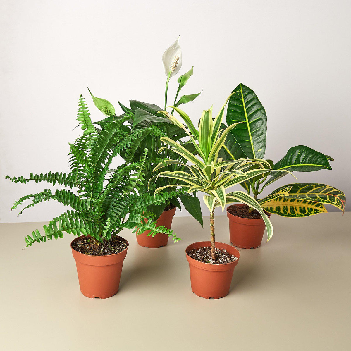 Air Purifying Variety Bundle by House Plant Shop