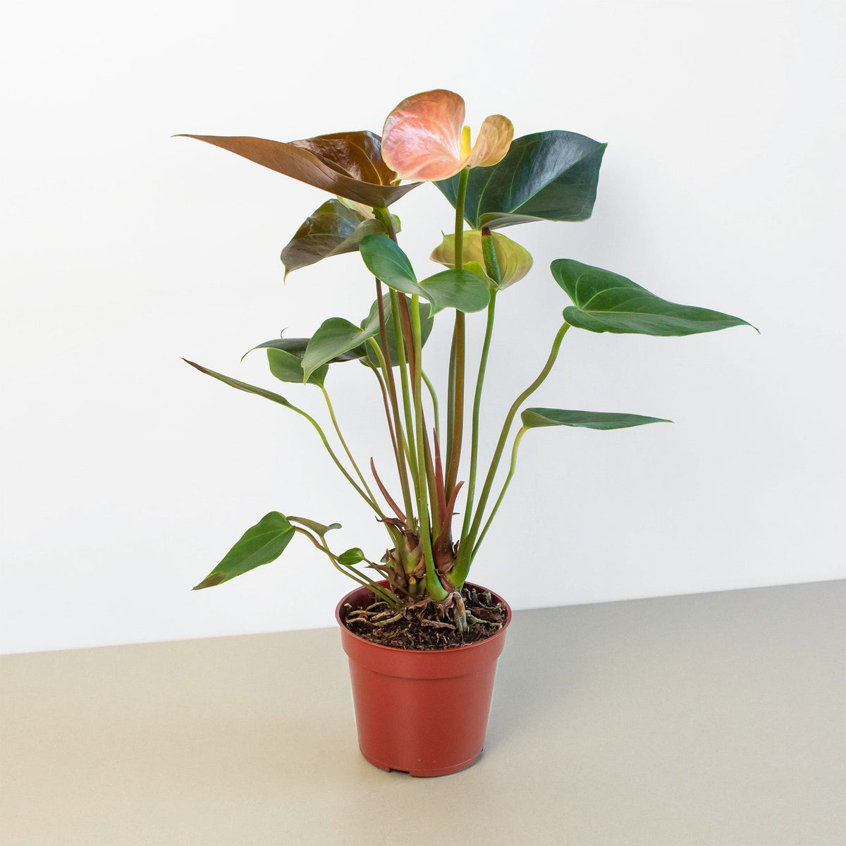 Anthurium Rainbow Champion - 4" Pot