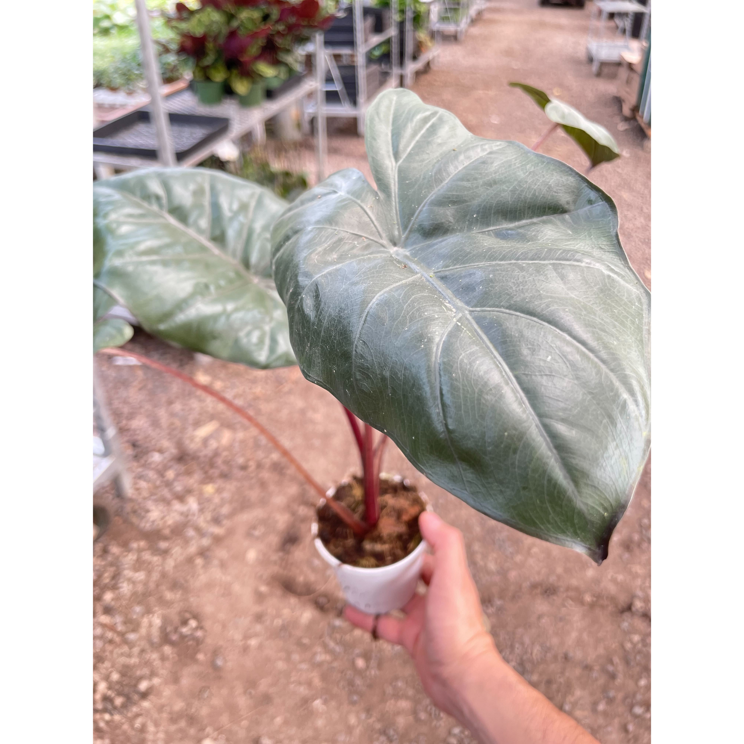 Alocasia Yucatan Princess - 4" Pot