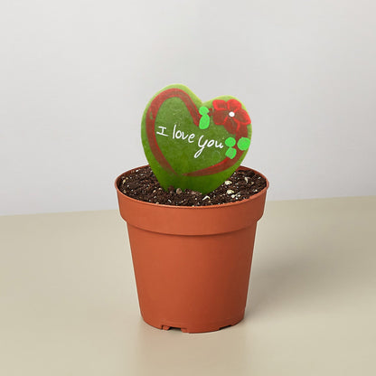 Hoya Heart - "I Love You" Special Painted Hoya