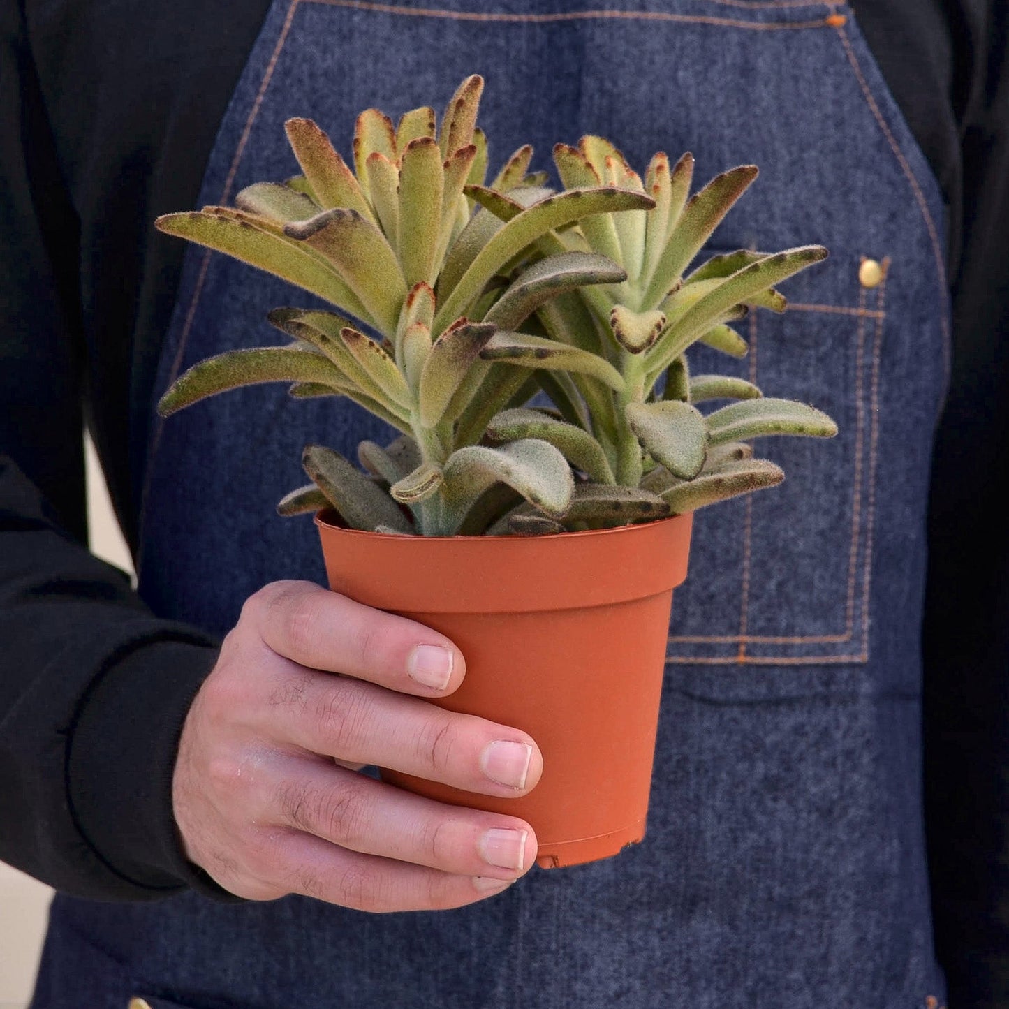 Kalanchoe Tomentosa 'Chocolate Soldier' Succulent - 4" Pot