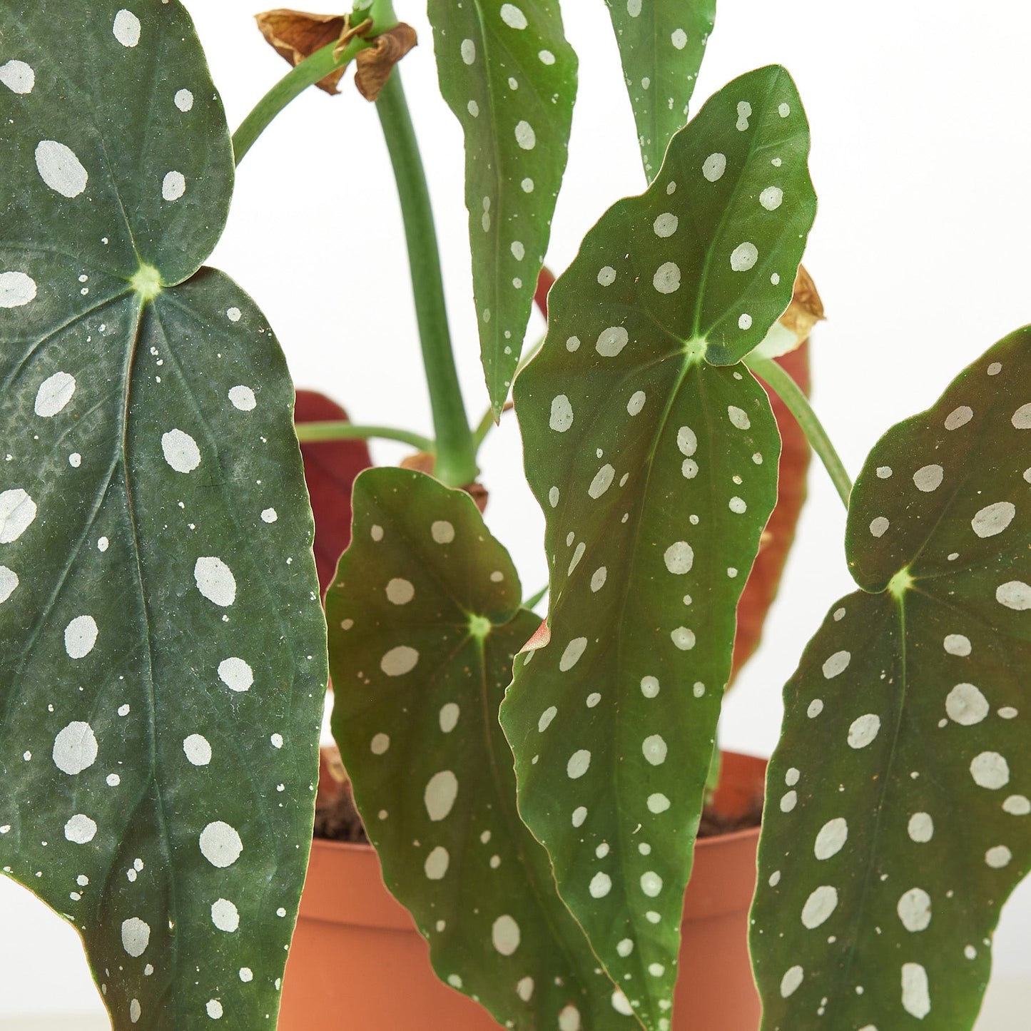 Begonia 'Maculata'