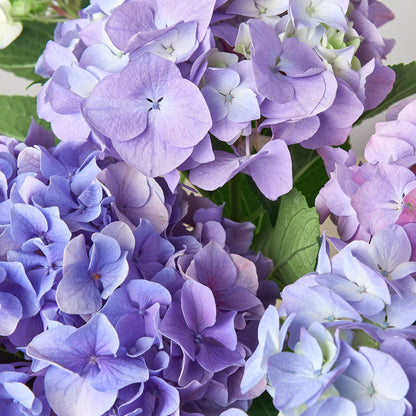 Blue Hydrangea