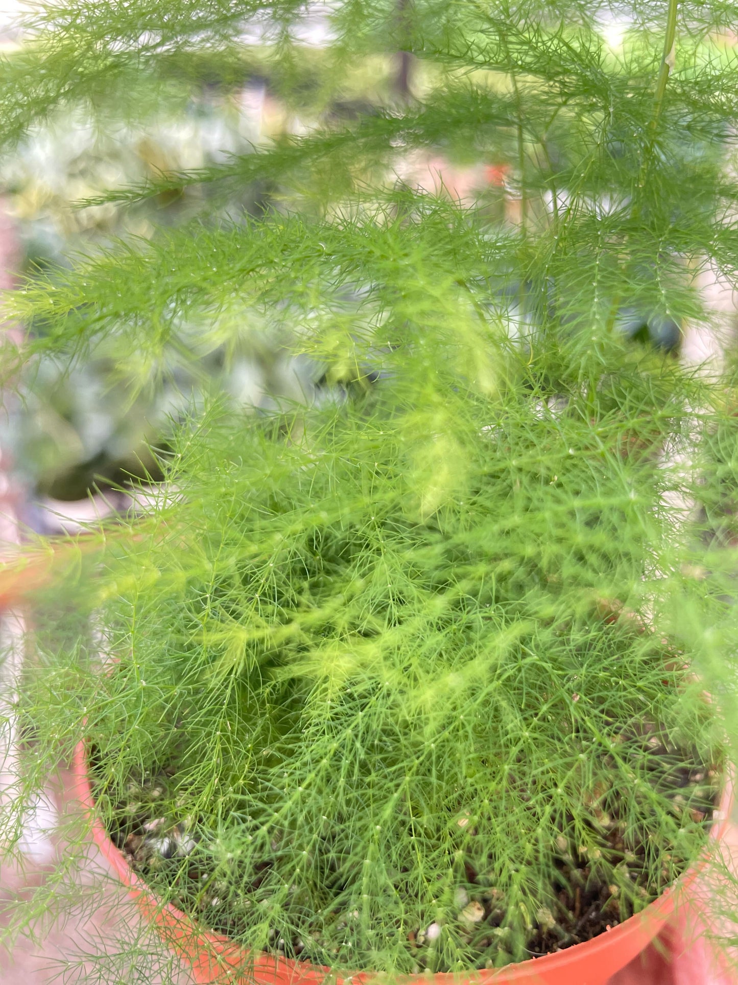 Fern 'Asparagus'