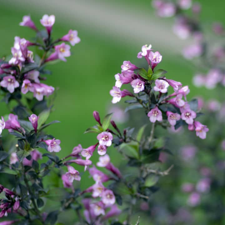 Tango Weigela | Shop Shrubs by Growing Home Farms