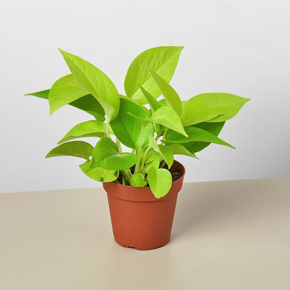 Pothos 'Neon'