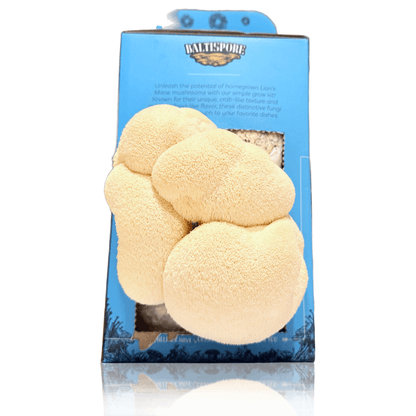 Lion’s Mane “Ready-To-Fruit” Grow Kit