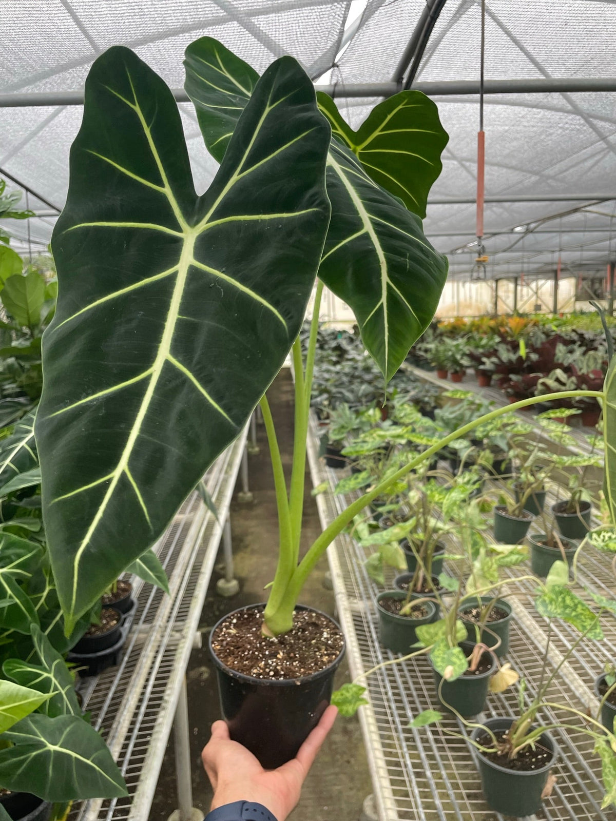 Alocasia Micholitziana 'Frydek' Variegated