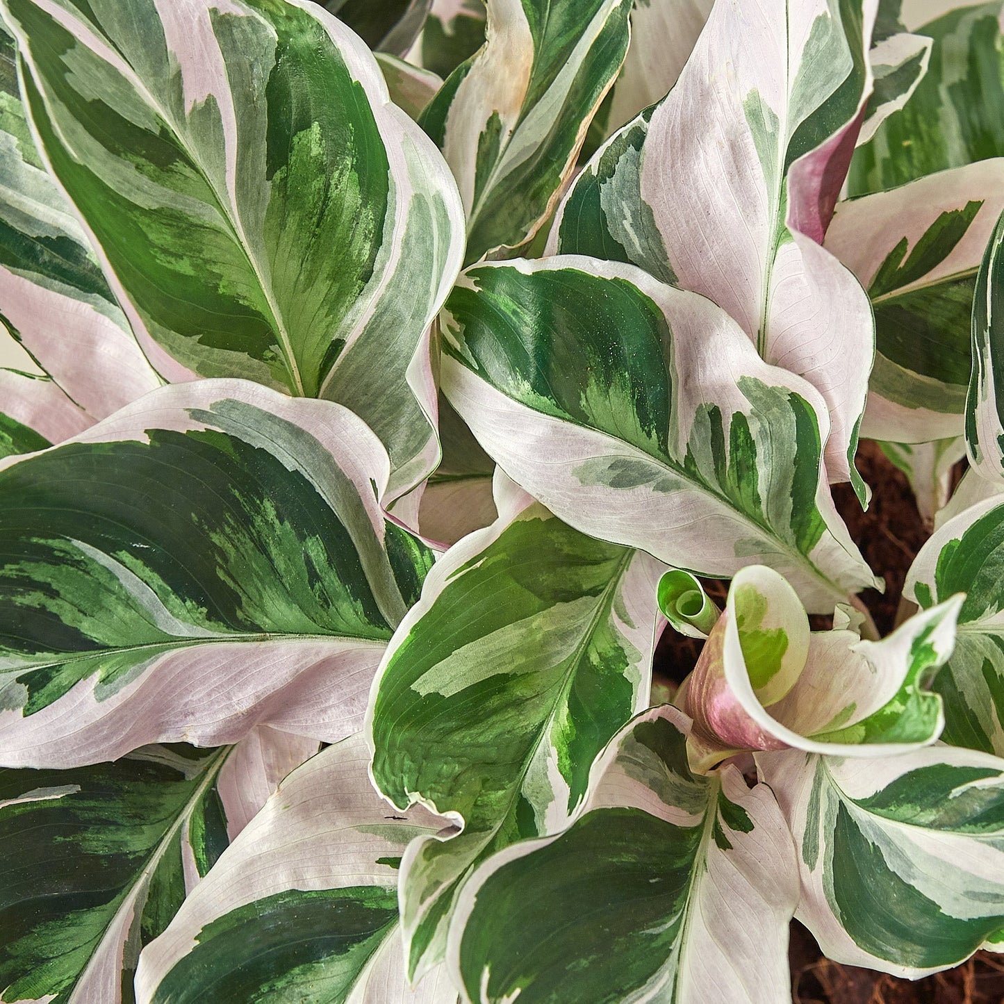 Calathea 'White Fusion'