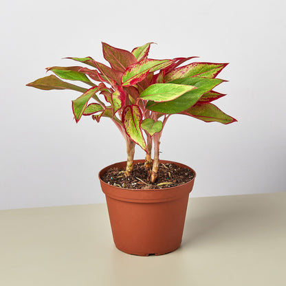 Chinese Evergreen 'Red Siam'