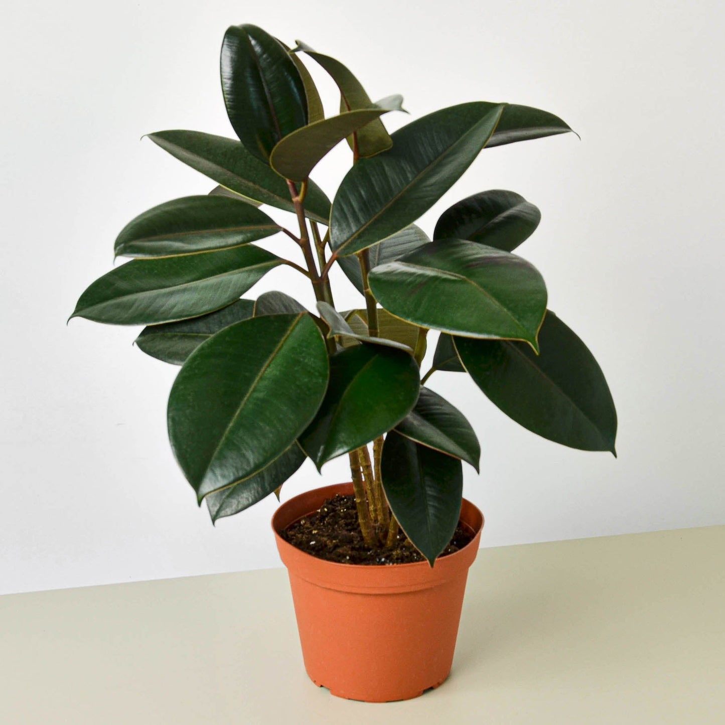 Ficus Elastica 'Burgundy'