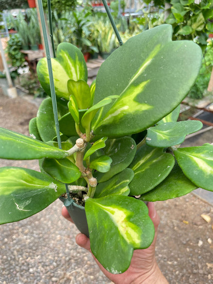 Hoya Heart 'Reverse Variegata'