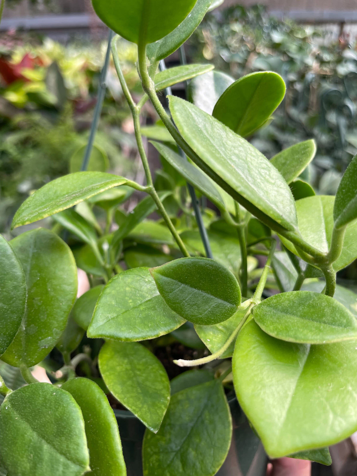 Hoya 'Keysii'