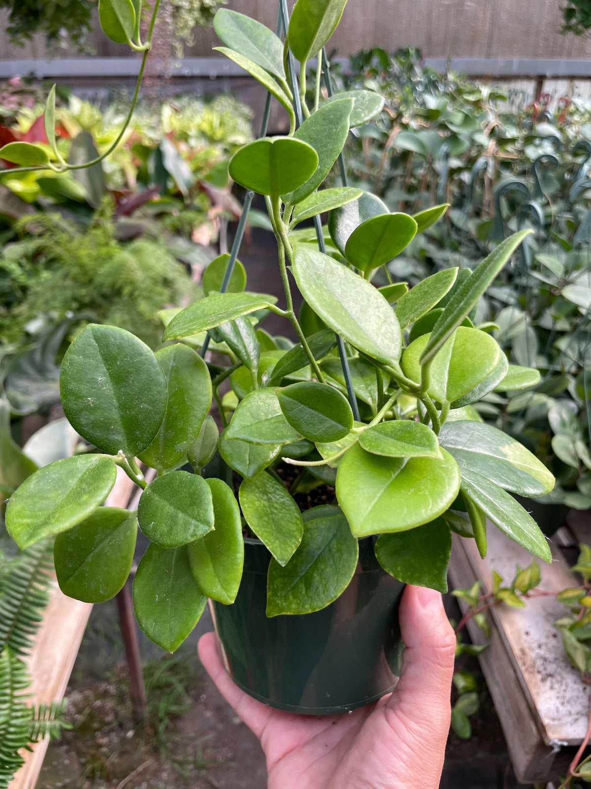 Hoya 'Keysii'