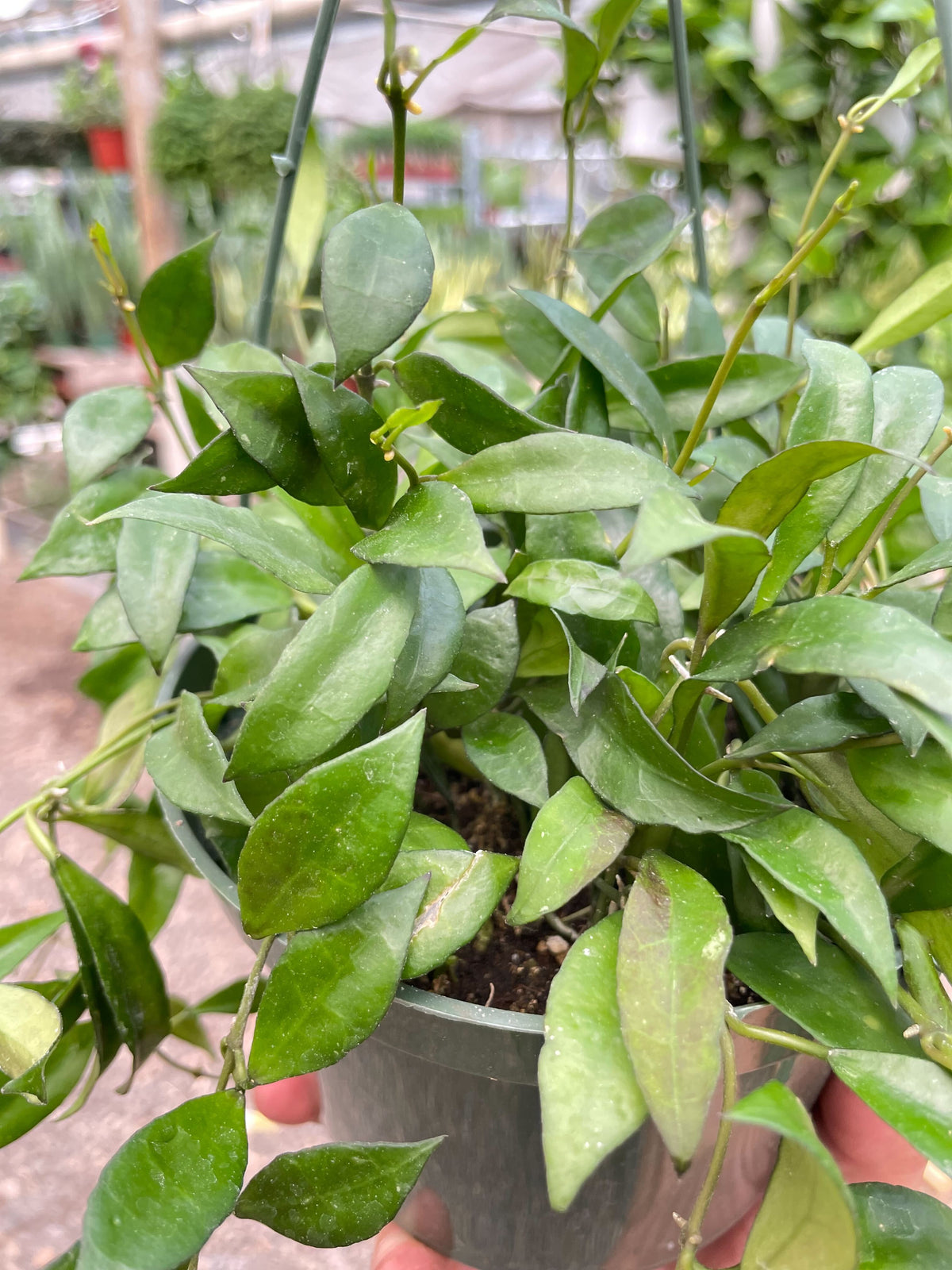 Hoya 'Lacunosa'