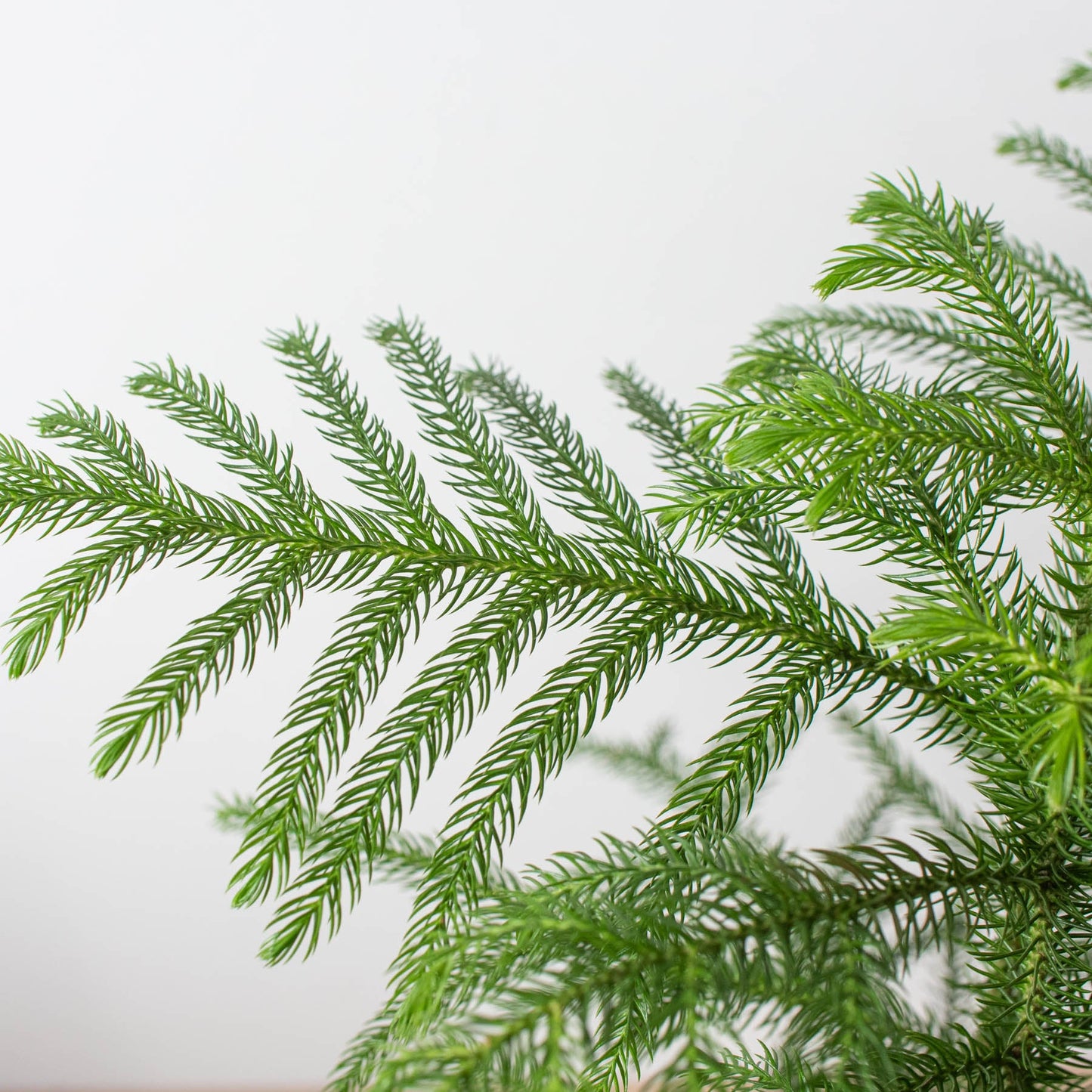 Norfolk 'Island Pine'