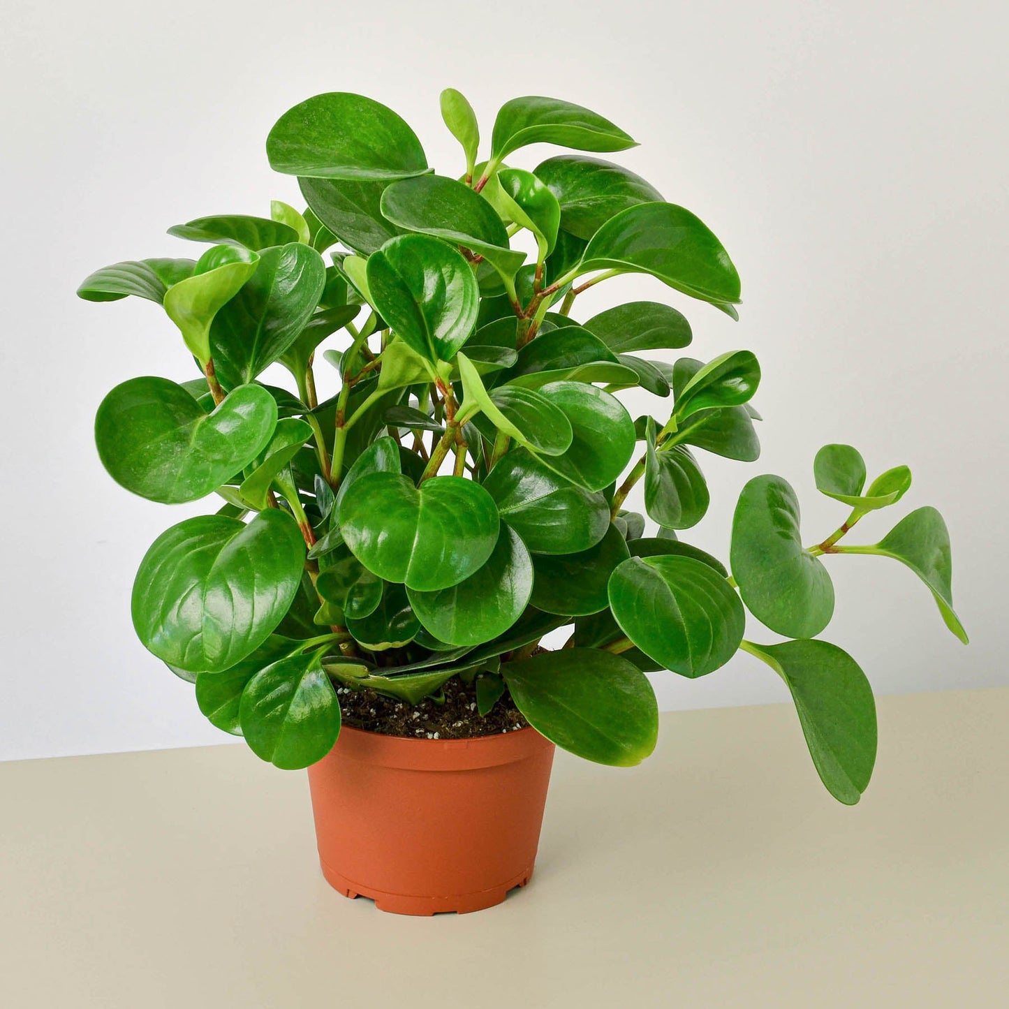 Peperomia Thailand