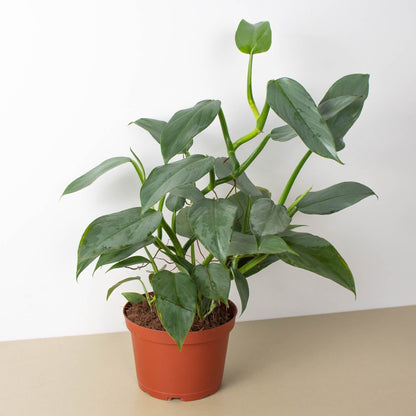 Philodendron 'Silver Sword'