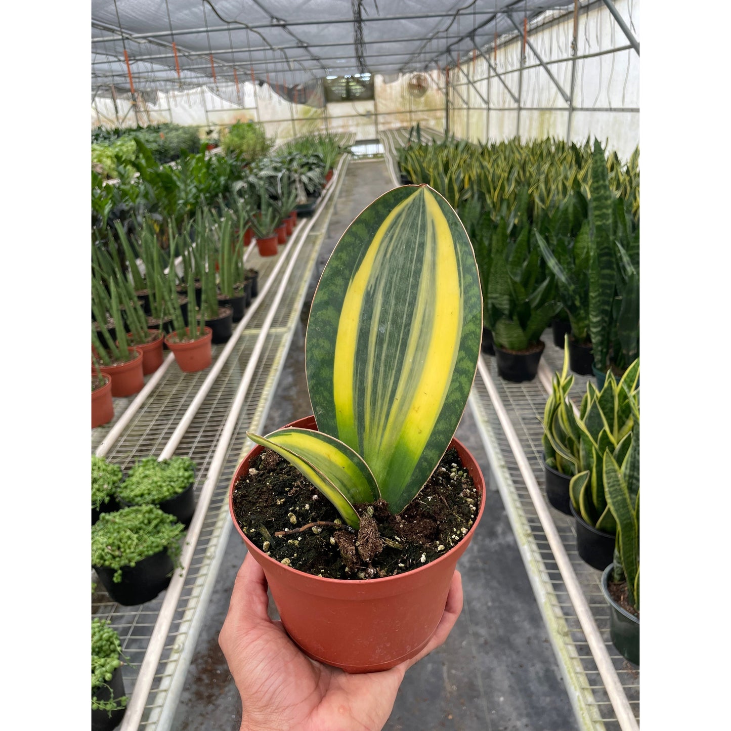 Variegated Shark Fin Snake Plant