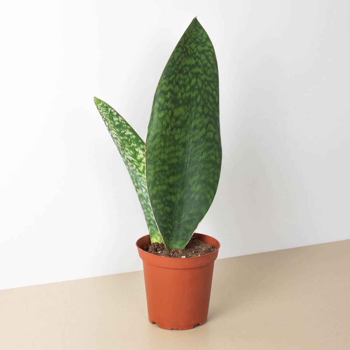 Shark Fin Snake Plant