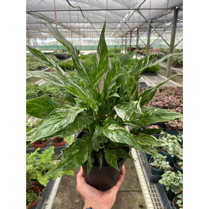 Variegated Spathiphyllum 'Domino'