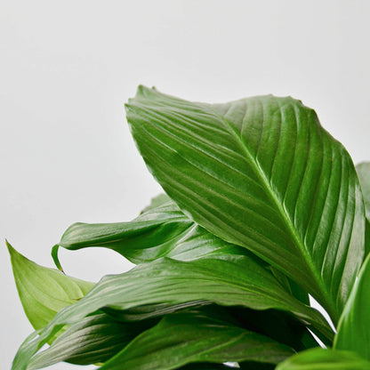 Spathiphyllum 'Peace Lily'