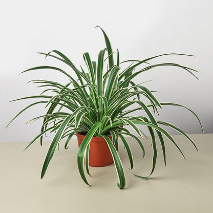 Spider Plant 'Reverse'