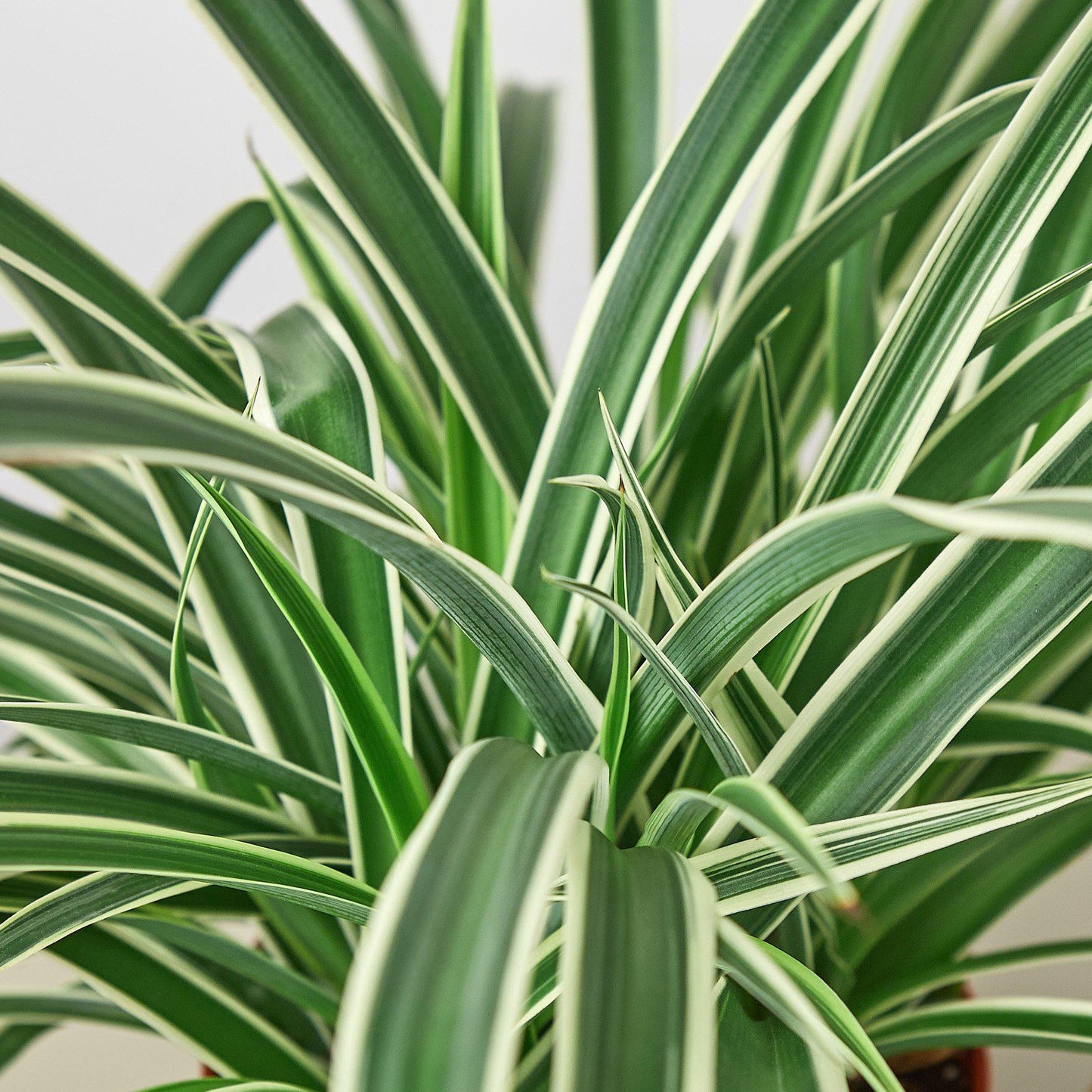 Spider Plant 'Reverse'