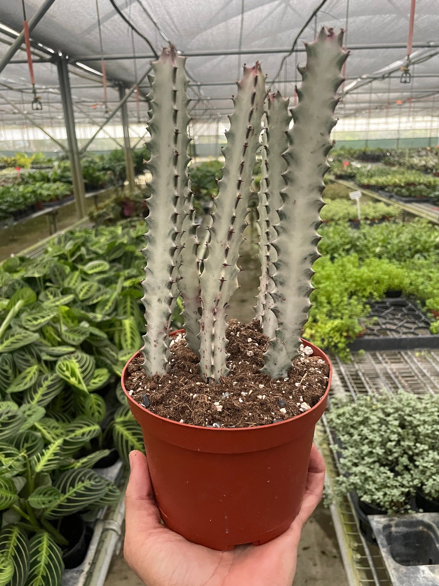 4" Succulent Euphorbia 'Dragon Bone'