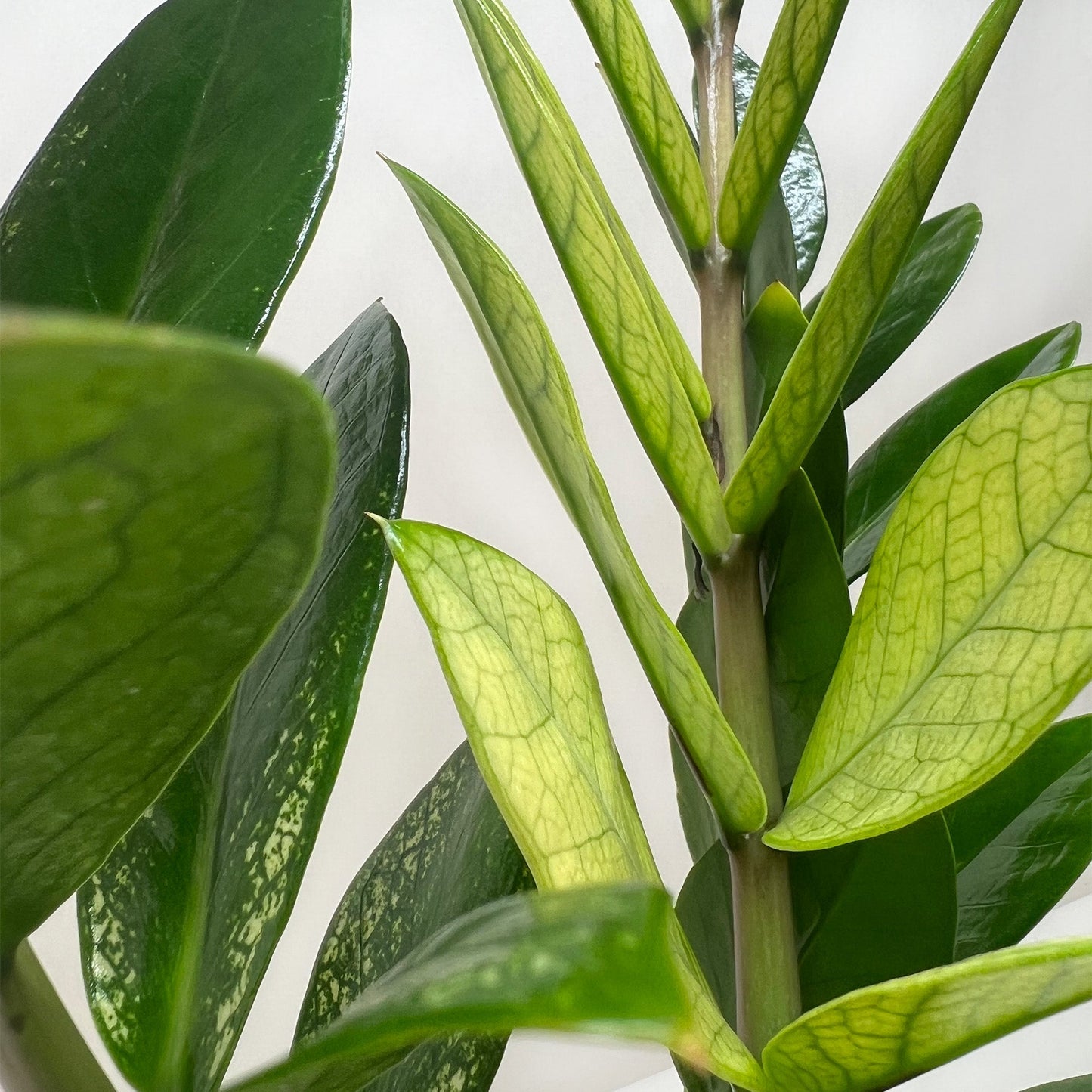 Zamioculcas 'Chameleon'