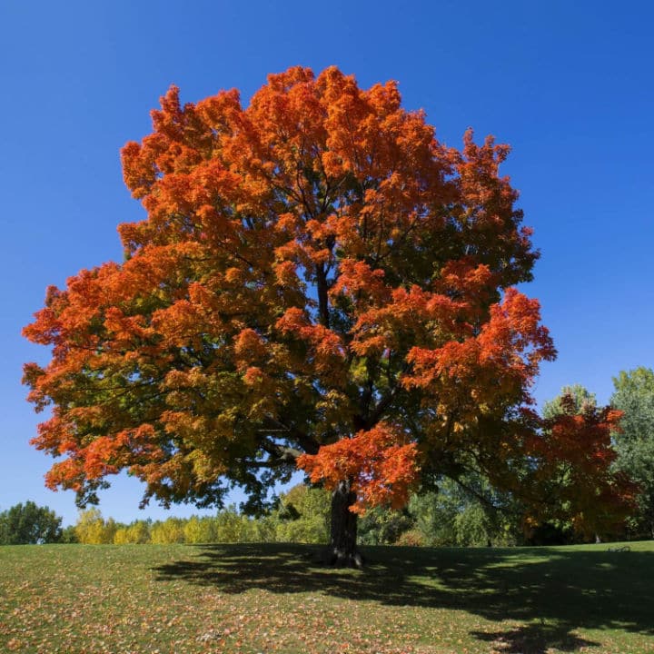 Sugar Maple Trees | Shade Tree by Growing Home Farms