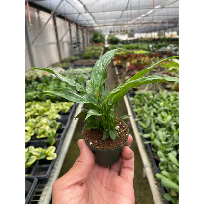 Variegated Spathiphyllum 'Domino'