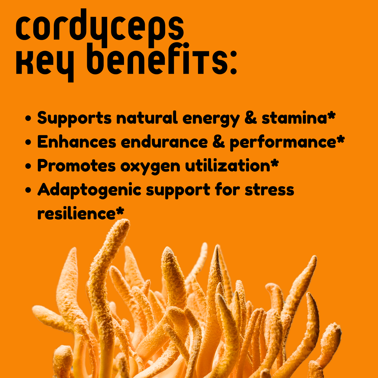 Cordyceps Mushroom Tincture