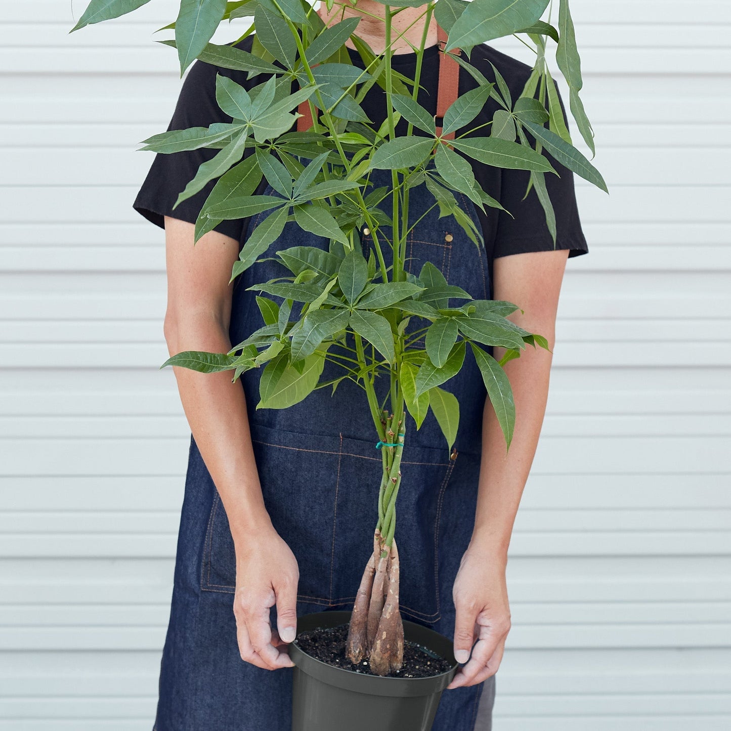 Money Tree 'Guiana Chestnut' Pachira Braid