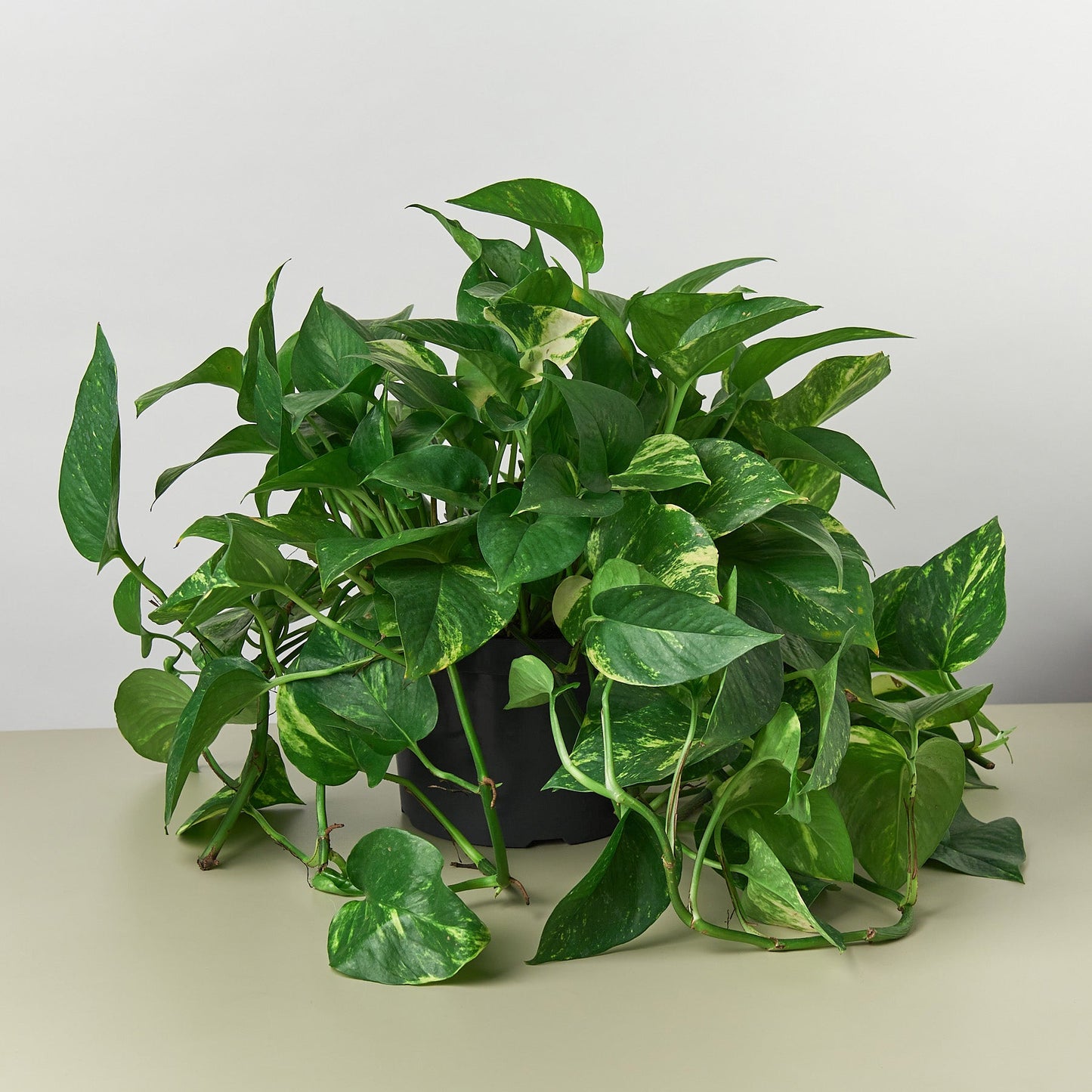 Pothos 'Golden'