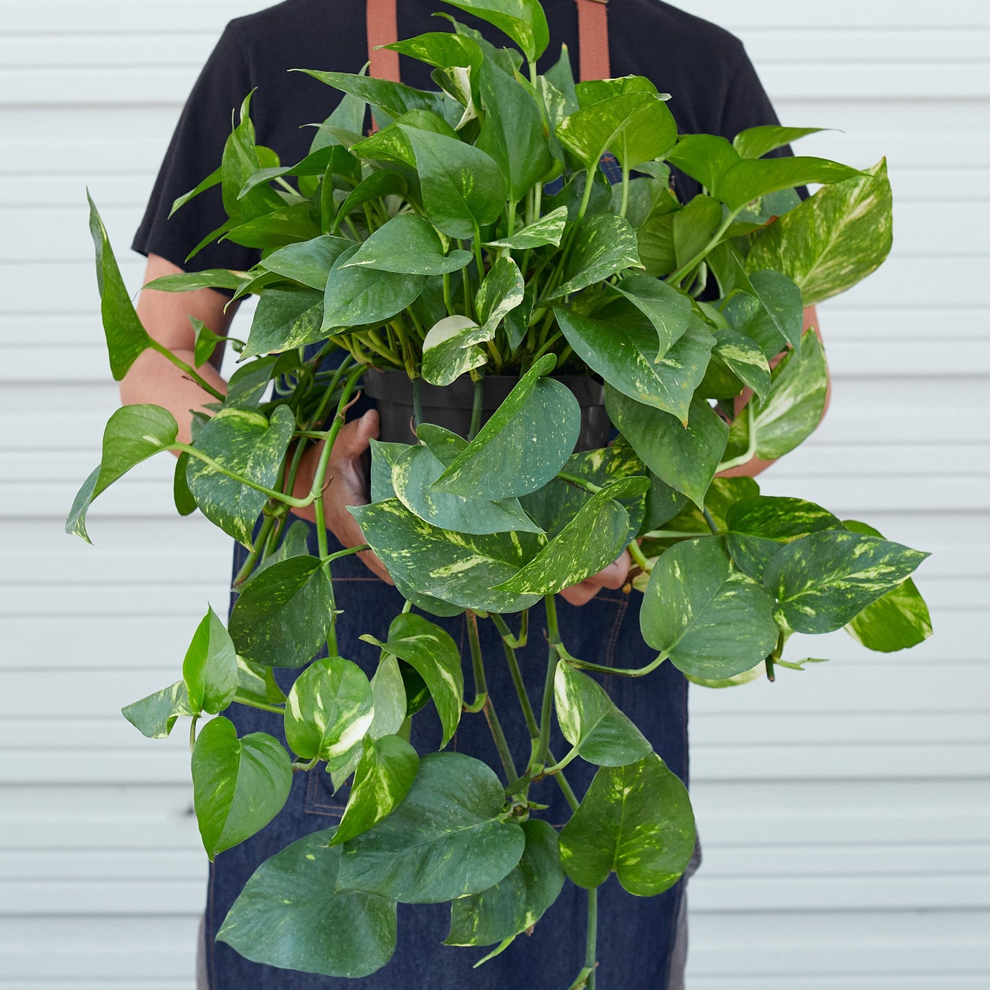 Pothos 'Golden'