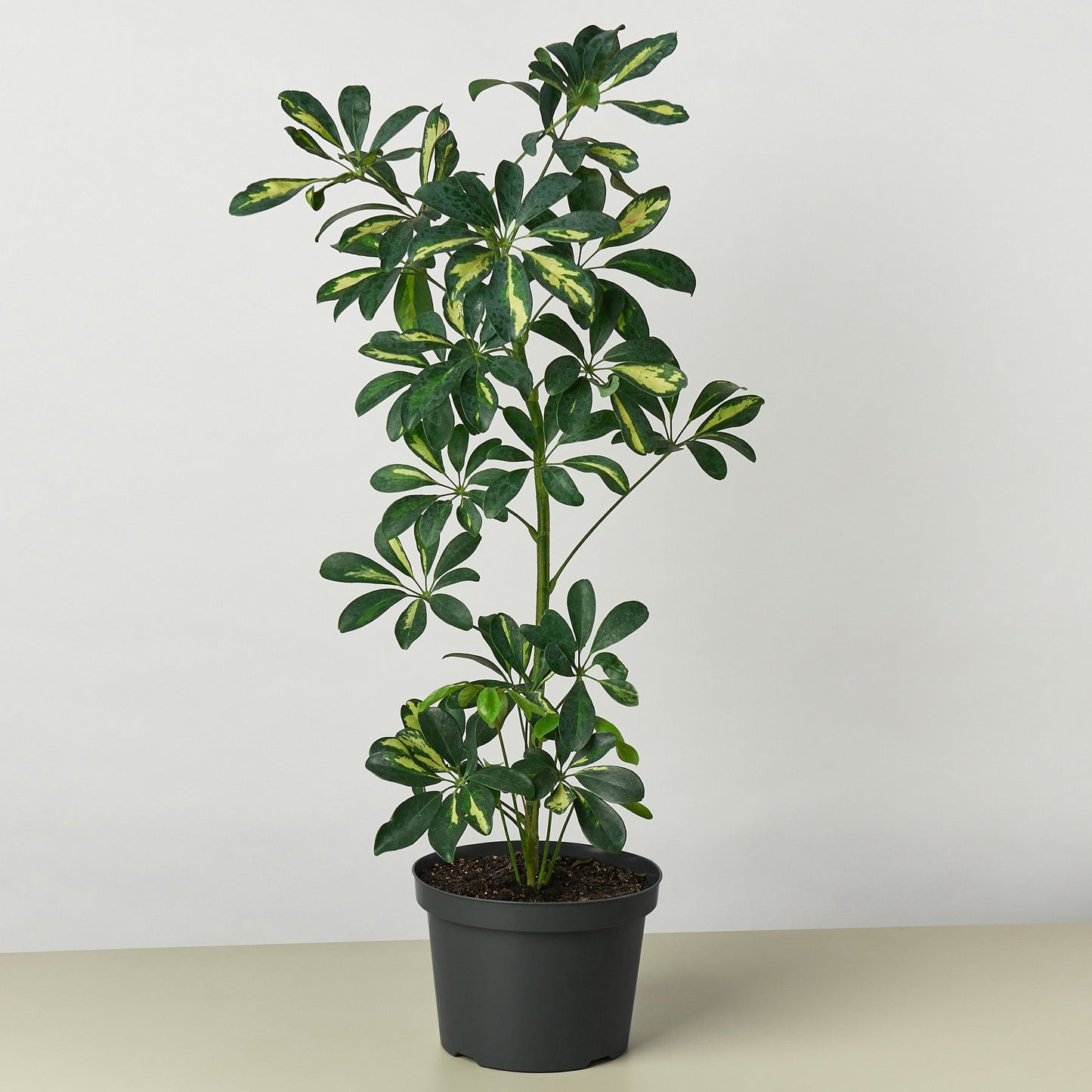 Schefflera 'Variegated'