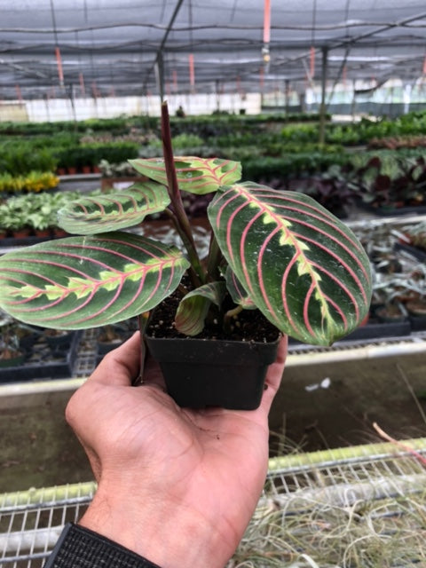 Maranta 'Red Prayer'