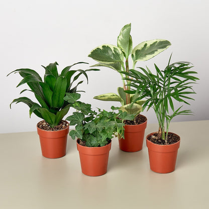 3" Tropical Plant Variety Bundle