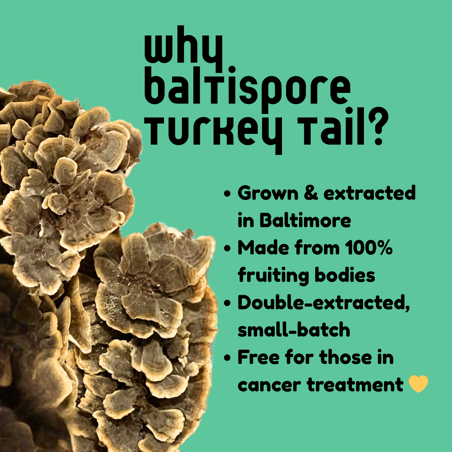 Turkey Tail Mushroom Tincture