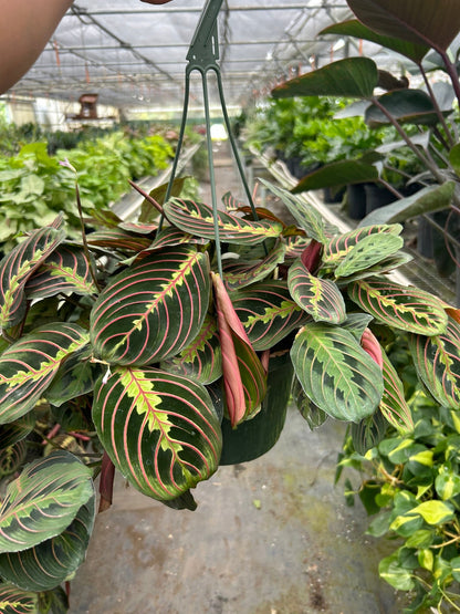 Maranta 'Red Prayer'