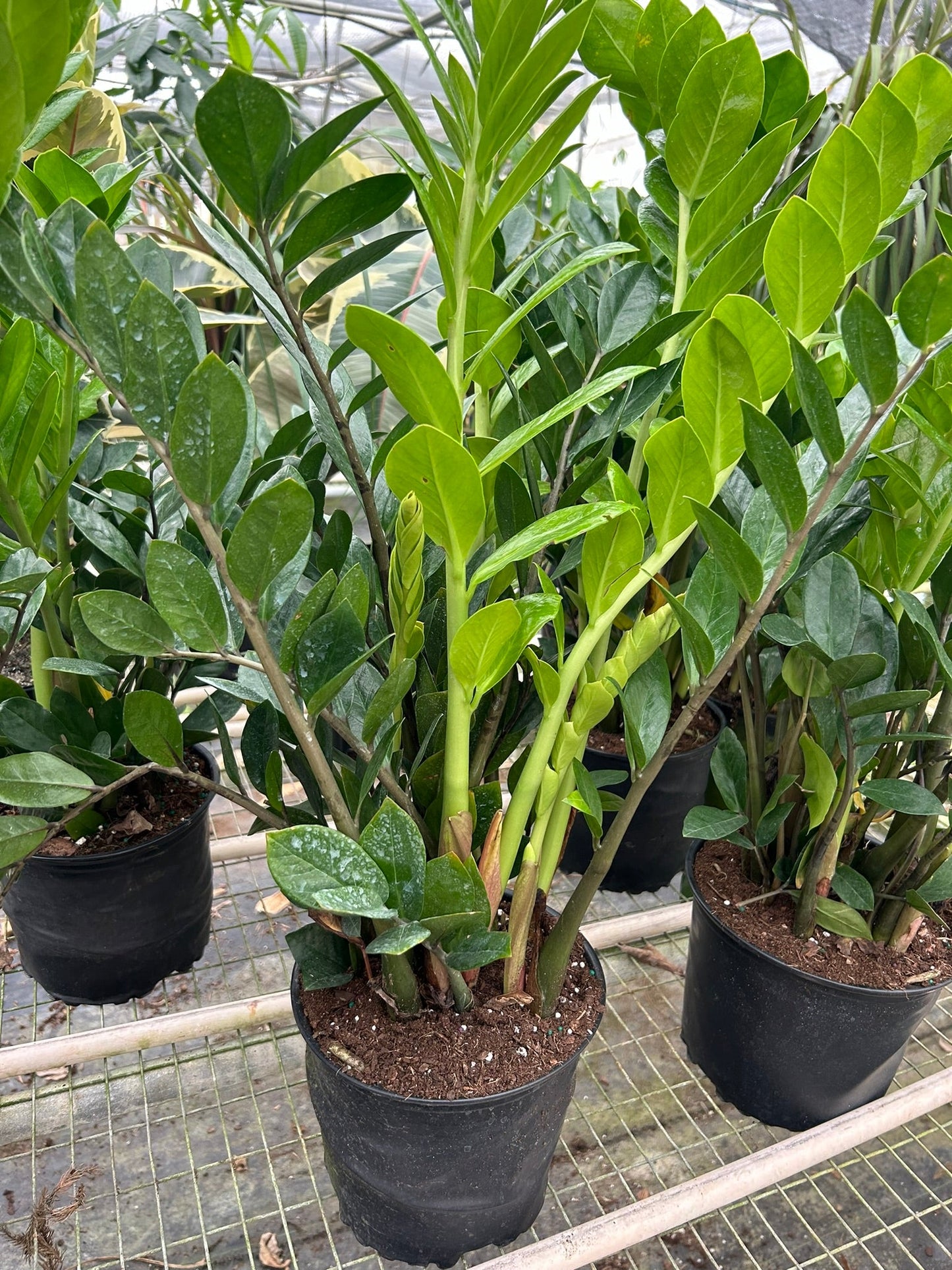 Zamioculcas Zamiifolia 'ZZ'