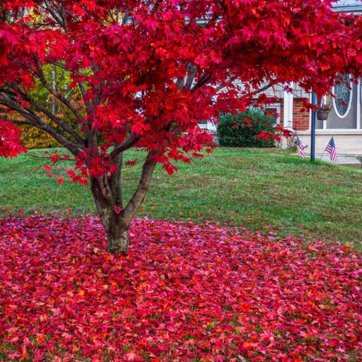 Japanese Red Maple by Growing Home Farms